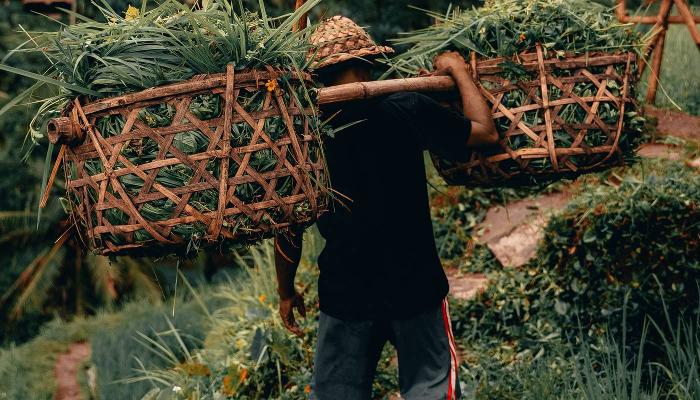 Farmer carrying baskets through Ubud rice fields