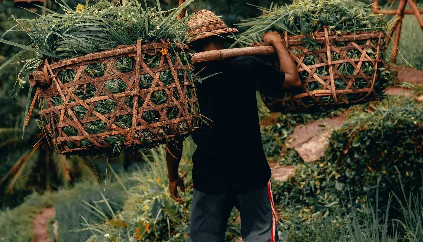 Farmer carrying baskets through Ubud rice fields