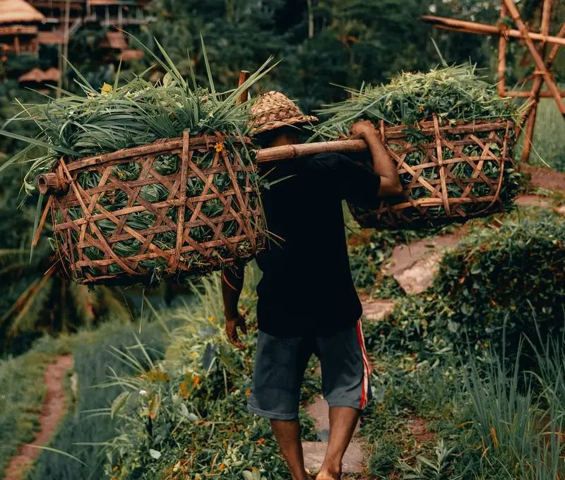 Local farmer carrying baskets through rice fields