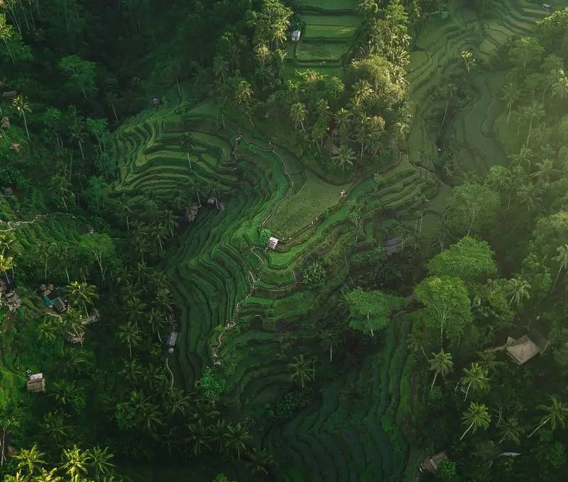 Rain over a lush Bali jungle