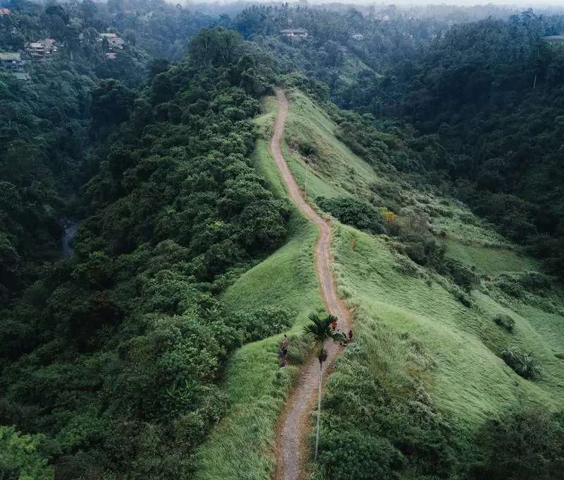 Aerial view of rice terraces near Ubud
