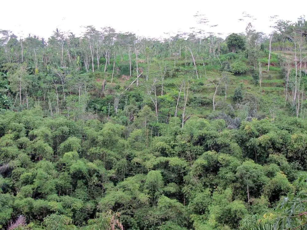 ATV ride through the Ubud jungle — Bali (5)