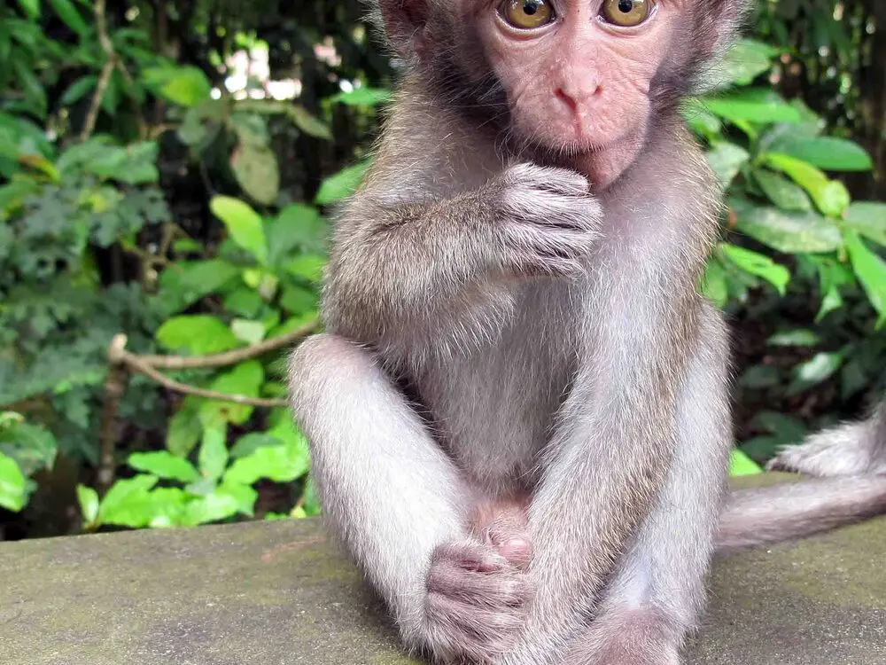 Ubud highlights — Bali (3)
