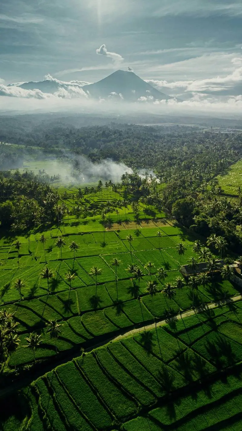 Lush green rice terraces near Ubud